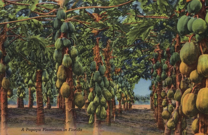 Papaya ültetvény, Florida (fotó) alkotó: American Photographer (after)