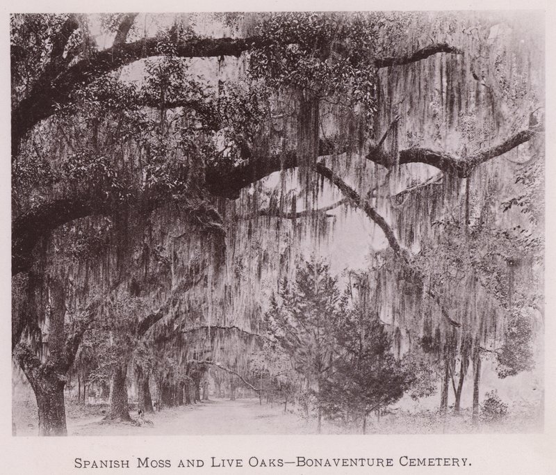 Spanish Moss and Live Oaks, Bonaventure temető (f/w fotó) alkotó: American Photographer (after)