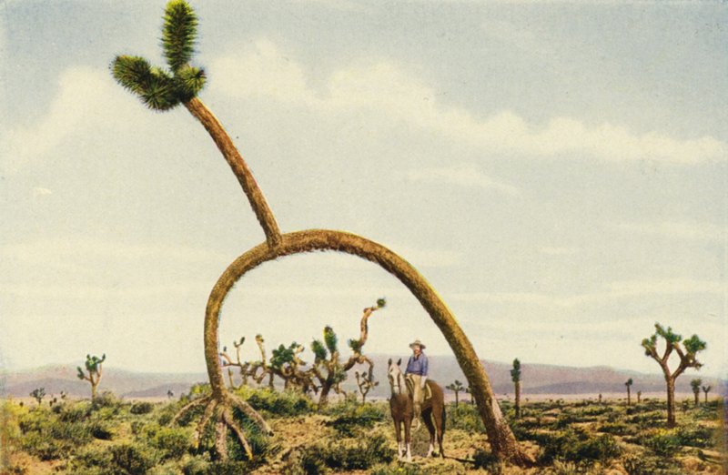 Egy óriás castus a Mojave-sivatagban (színes fotó) alkotó: American Photographer