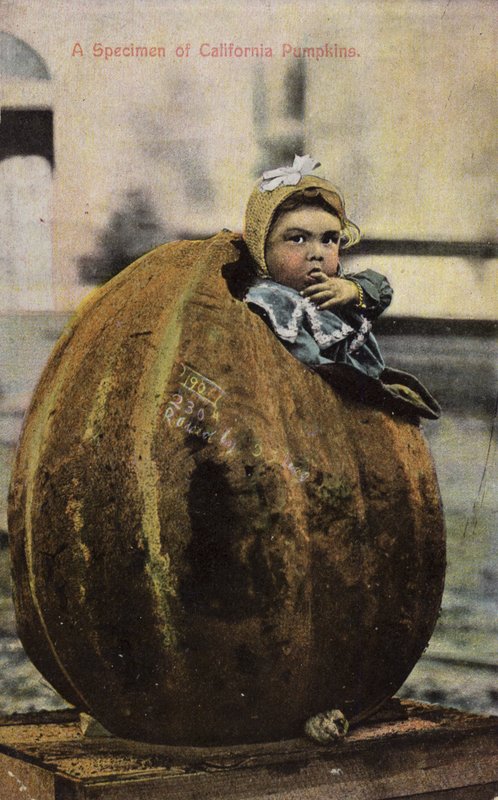Kaliforniai sütőtök példány (színezett fotó) alkotó: American Photographer