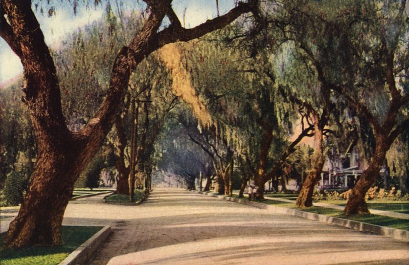 Avenue of Pepper Trees, Pasadena (színes fotó) alkotó: American Photographer