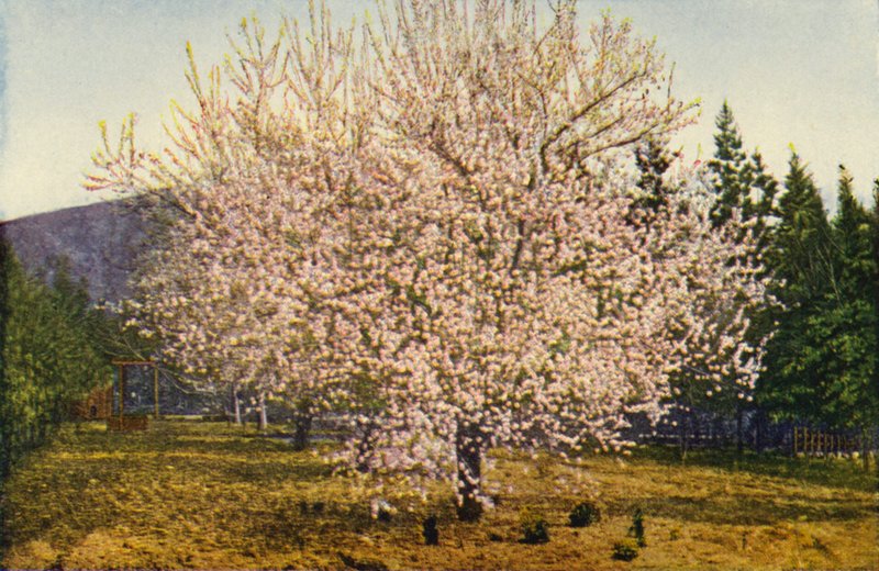 Kaliforniai mandulafa (színes fotó) alkotó: American Photographer