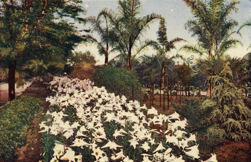 Húsvéti liliomok virágzásban (színes fotó) alkotó: American Photographer