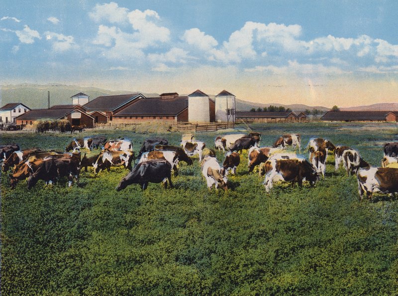 H R Timm Dairy, Dixon, Kalifornia (színes fénykép) alkotó: American Photographer