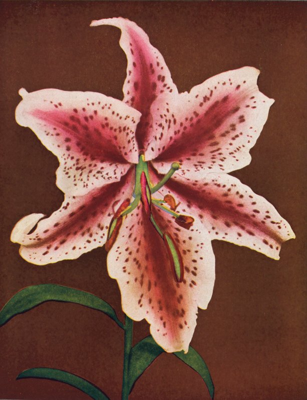 Liliomok: Lilium Auratum, Crimson Queen (színes fotó) alkotó: American Photographer