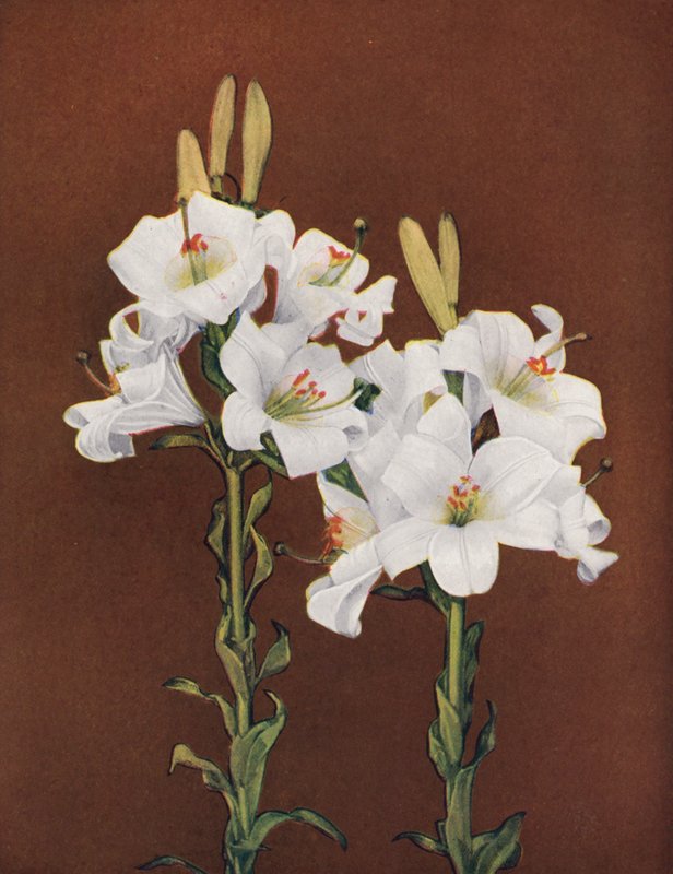 Liliomok: Lilium Candidum (színes fotó) alkotó: American Photographer