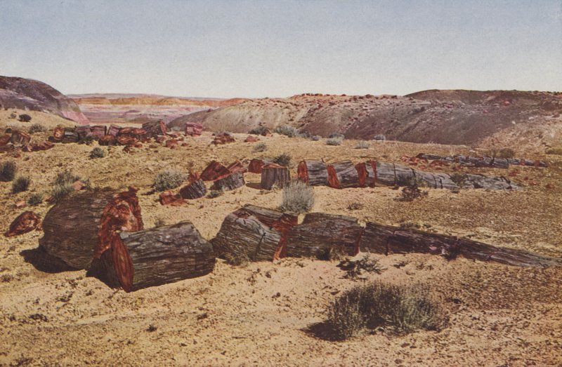Megkövült erdő, Arizona (színes fotó) alkotó: American Photographer