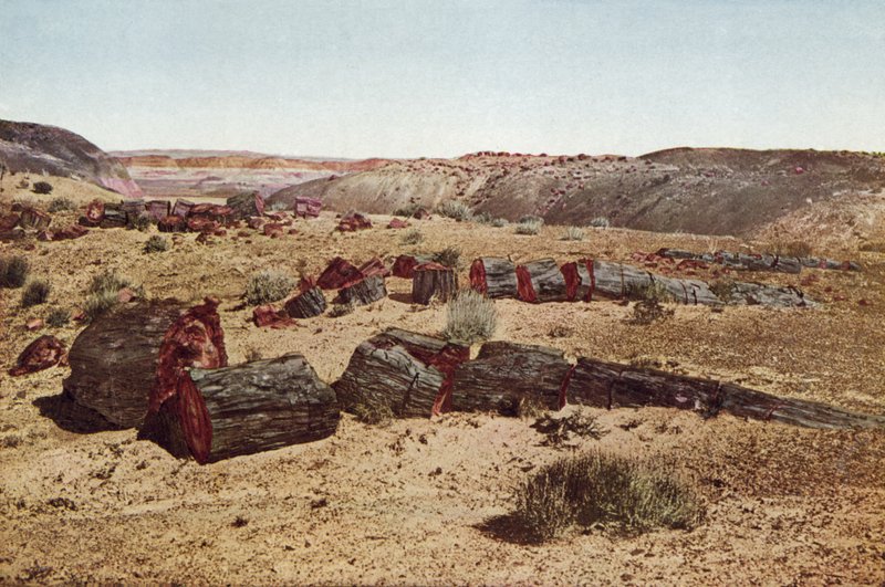 Megkövesedett erdő, Arizona (színes fotó) alkotó: American Photographer