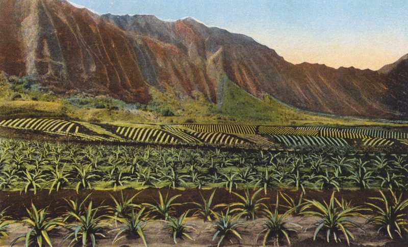 Ananászültetvény, Oahu (színes fotó) alkotó: American Photographer