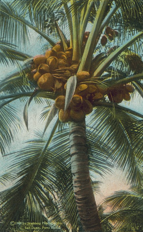 Porto Rico / Puerto Rico: Rico: Kókuszdió termesztése Porto Ricóban (színes fotó) alkotó: American Photographer