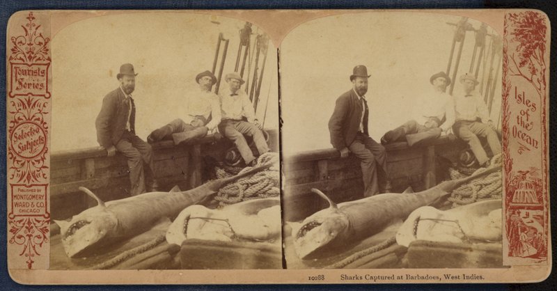 Cápák Barbadoson, Nyugat-Indiában (fekete-fehér fotó) alkotó: American Photographer