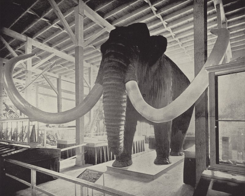 A nagy szibériai mamut alkotó: American Photographer