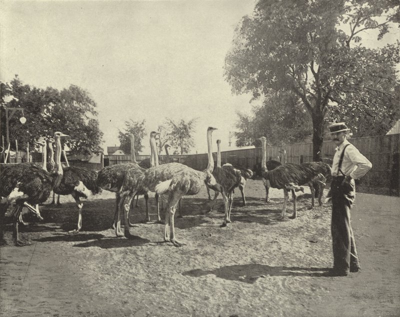 A struccok alkotó: American Photographer