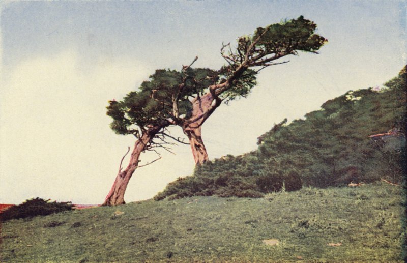 A strucc, egy Monterey ciprus (színes fotó) alkotó: American Photographer