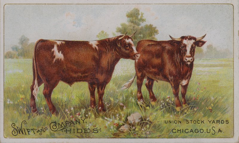 Amerikai kereskedelmi kártya, amely a Swift and Company állatbőröket reklámozza, Union Stock Yards, Chicago, Illinois (színes litográfia) alkotó: American School