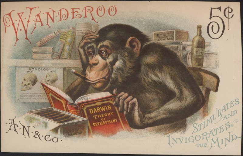 Charles Darwin, A fejlődés elmélete (azaz az evolúció) alkotó: American School