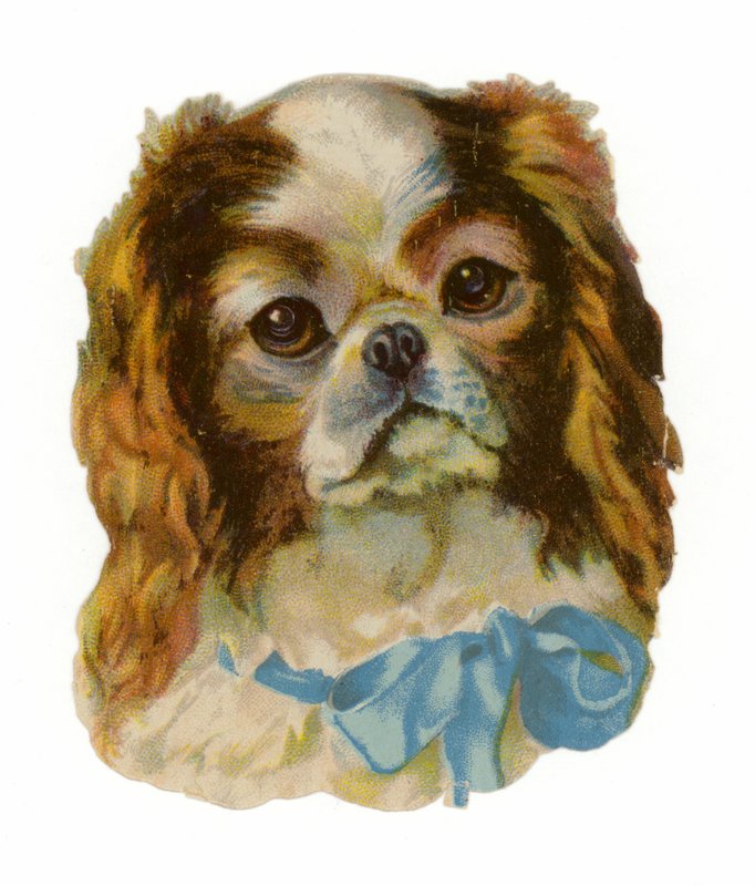 Károly király cavalier spániel alkotó: American School