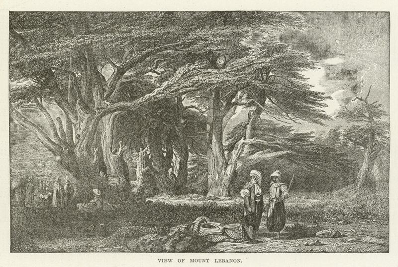 Kilátás a Libanon-hegyre alkotó: American School