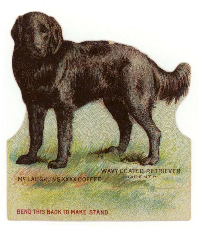 Hullámos szőrű fekete retriever alkotó: American School