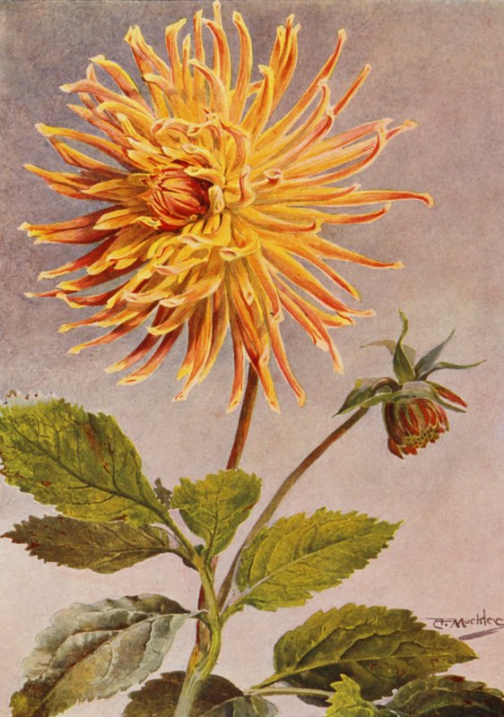 Cactus Dahlia Mrs H L Brousson, Színes, barna, skarlátvörös bíborral (színes litográfia). alkotó: Angelo Fairfax Muckley