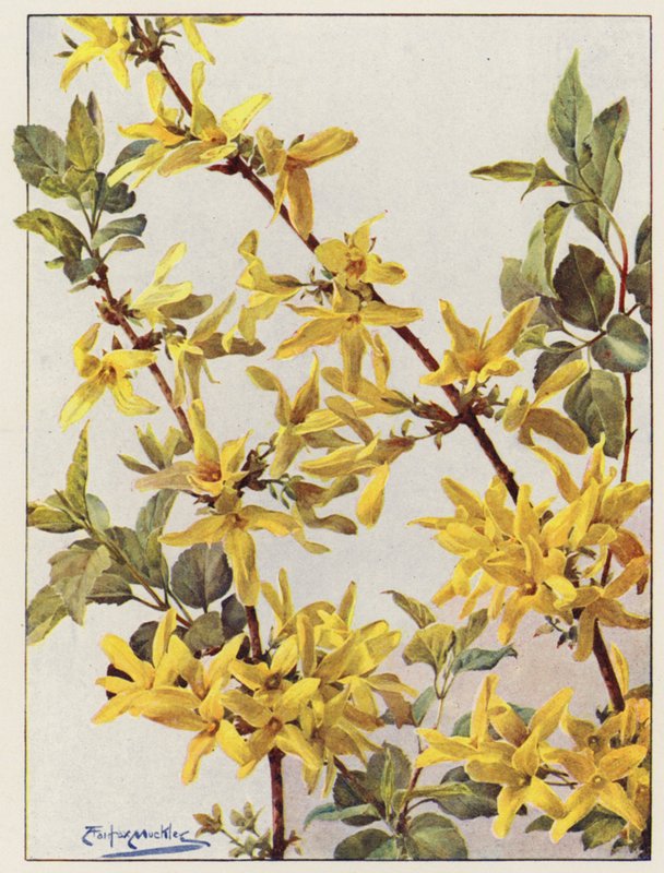 Forsythia Suspensa, egy szép kora tavaszi cserje (színes litho) alkotó: Angelo Fairfax Muckley