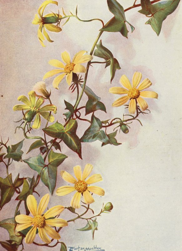 A sárga köpenyborostyán, Senecio Macroglossus (színes litográfia) alkotó: Angelo Fairfax Muckley