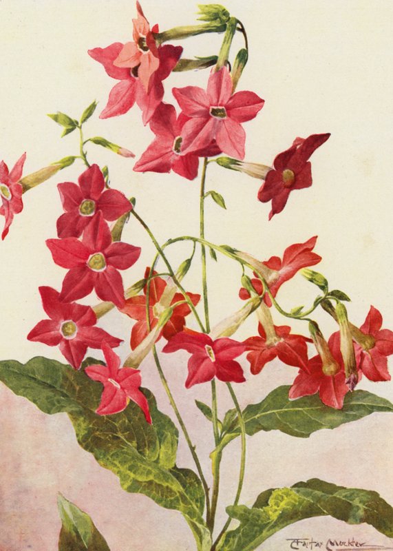 A gyönyörű Nicotiana Sanderae dohánynövény (színes litográfia) alkotó: Angelo Fairfax Muckley