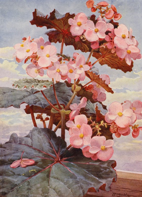 A szép, sötét levelű Begonia Gloire de Sceaux (színes litó) alkotó: Angelo Fairfax Muckley