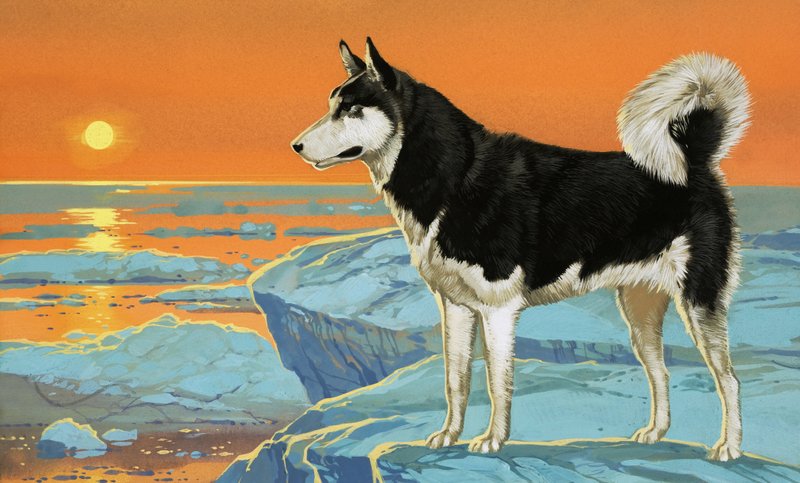 Husky kutya alkotó: Angus McBride