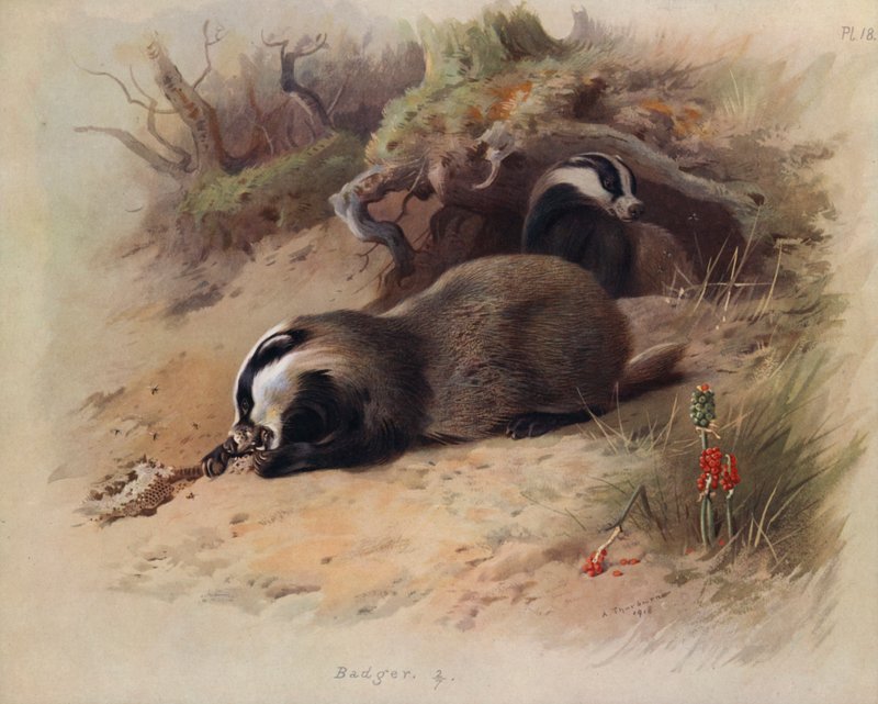 Borz alkotó: Archibald Thorburn