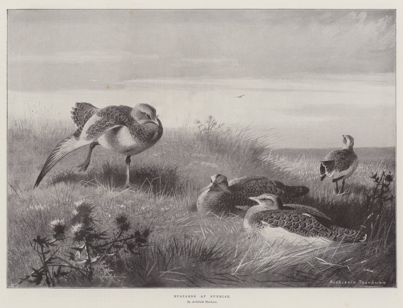 Túzok napkeltekor alkotó: Archibald Thorburn