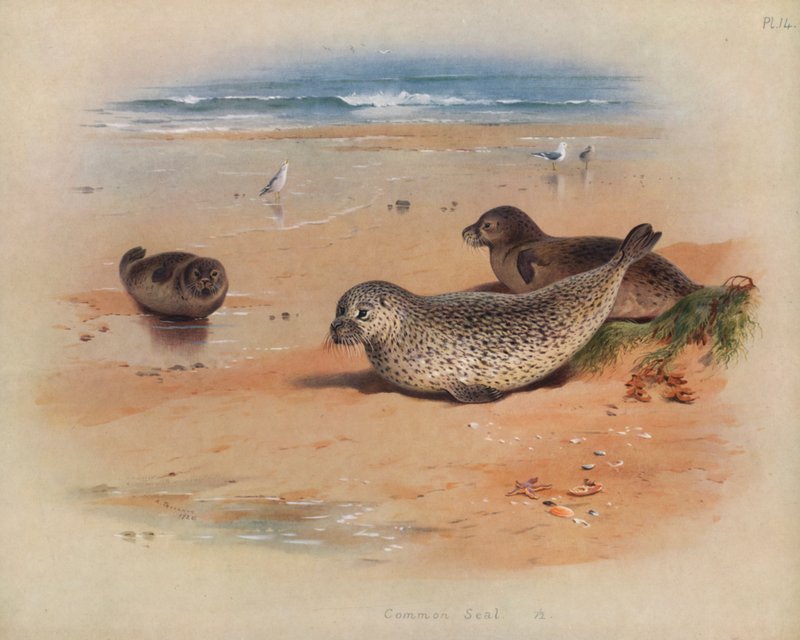 Közönséges pecsét alkotó: Archibald Thorburn