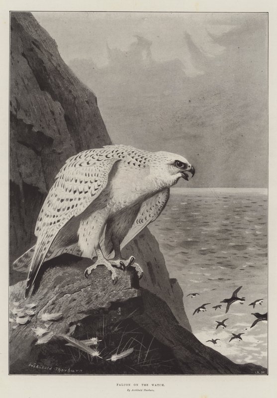 Falcon on the Watch alkotó: Archibald Thorburn