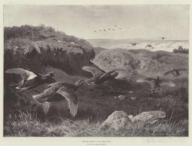 Grouse felsiklik a Gunshoz alkotó: Archibald Thorburn
