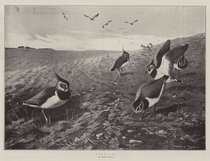 Lapwings alkotó: Archibald Thorburn