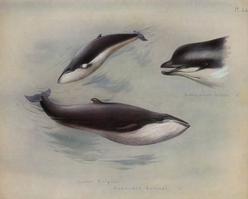 Kis Rorqual, Rudolphis Rorqual, Palackorrú bálna alkotó: Archibald Thorburn