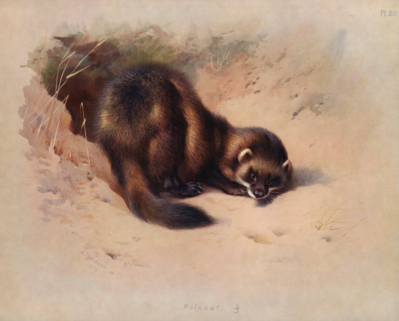 Görény alkotó: Archibald Thorburn
