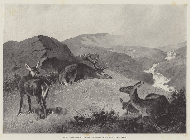 Sportos vázlatok, halálra ítélve alkotó: Archibald Thorburn