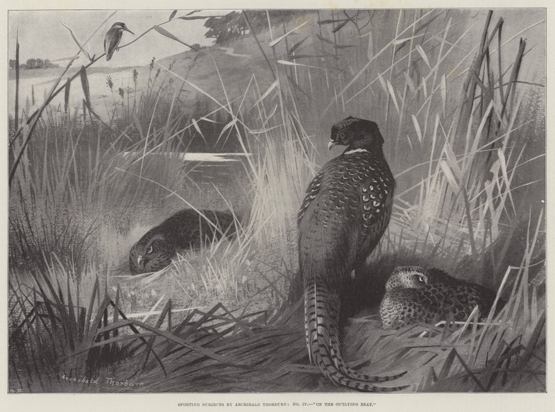Sportos témák, a távoli ütemben alkotó: Archibald Thorburn