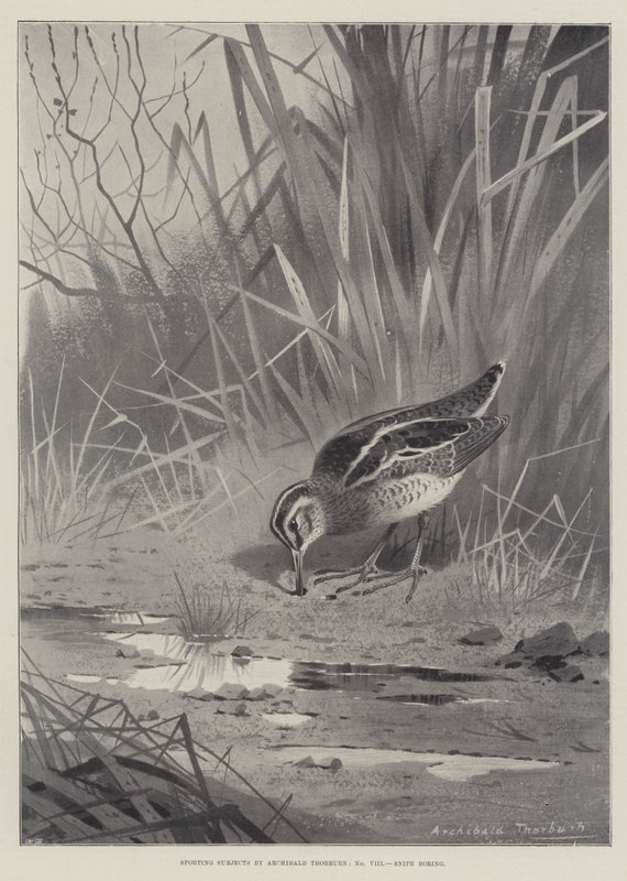Sportos tárgyak, unalmas alkotó: Archibald Thorburn