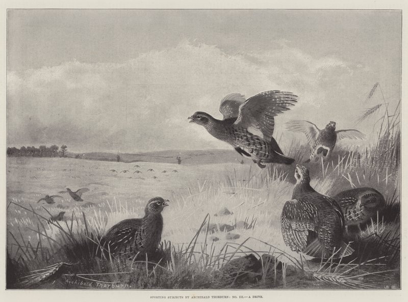 Sportos tárgyak, egy hajtás alkotó: Archibald Thorburn
