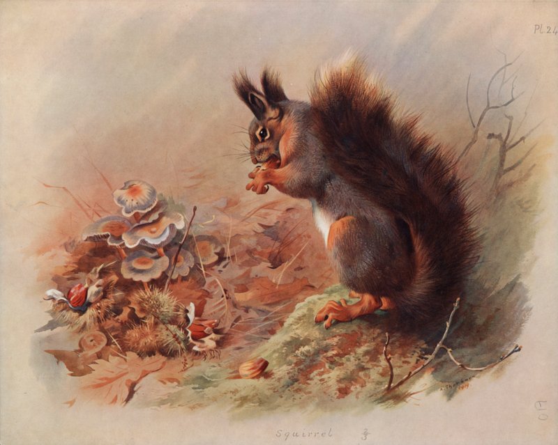 Mókus alkotó: Archibald Thorburn