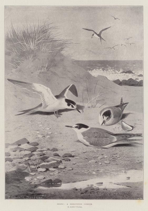 Cércek, egy védett sarok alkotó: Archibald Thorburn