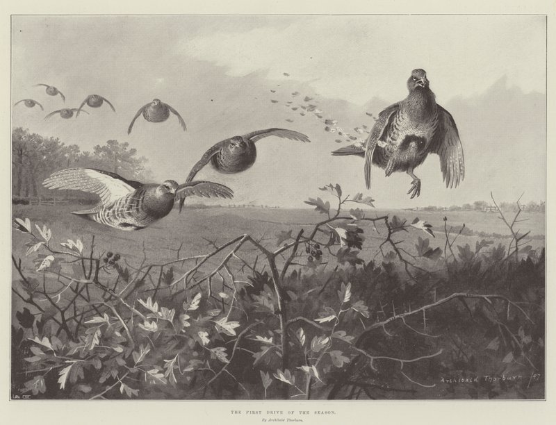 Az évad első hajtása alkotó: Archibald Thorburn