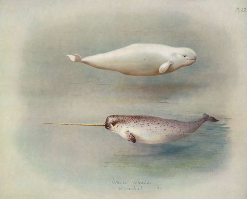 Fehér bálna, Narvál alkotó: Archibald Thorburn