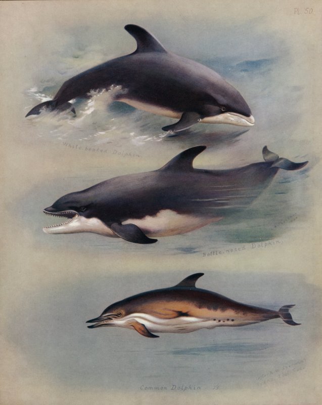 Fehércsőrű delfin, palackorrú delfin, közönséges delfin alkotó: Archibald Thorburn