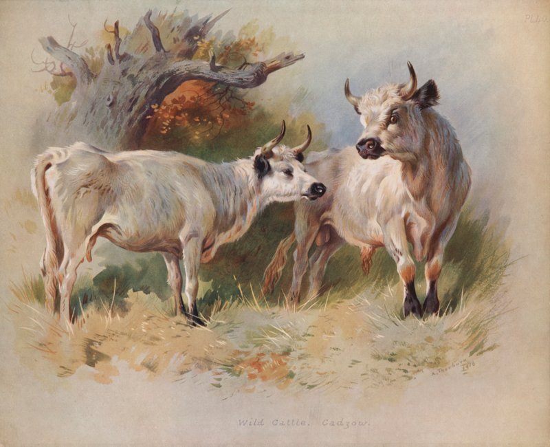 Vadmarha, Cadzow alkotó: Archibald Thorburn