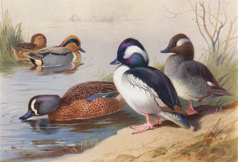 Amerikai zöldszárnyú réce (hím és nőstény), bölényfejű réce (hím és nőstény), kékszárnyú réce (színes lithó) alkotó: Archibald Thorburn