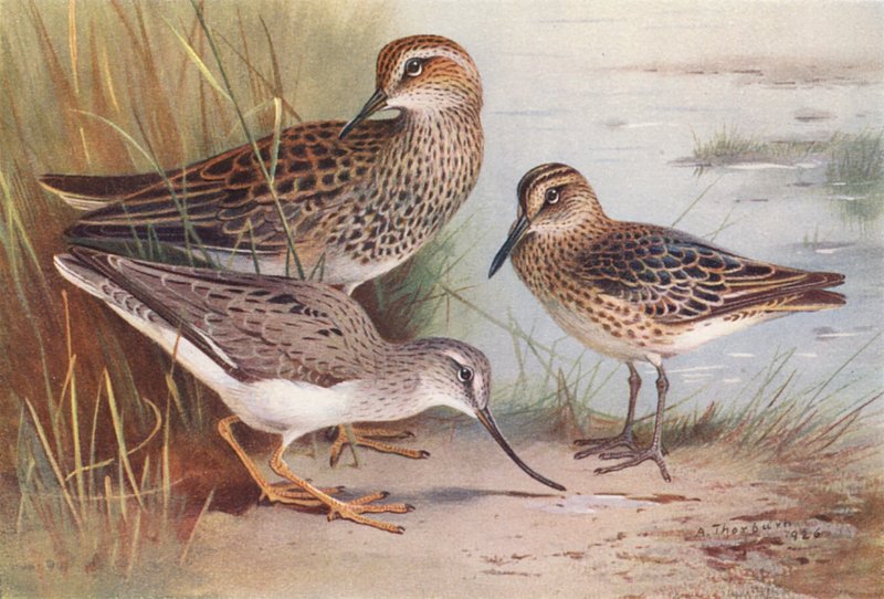 Amerikai homoki rétihéja, szélescsőrű homoki rétihéja, csíkcsőrű homoki rétihéja (színes litho) alkotó: Archibald Thorburn