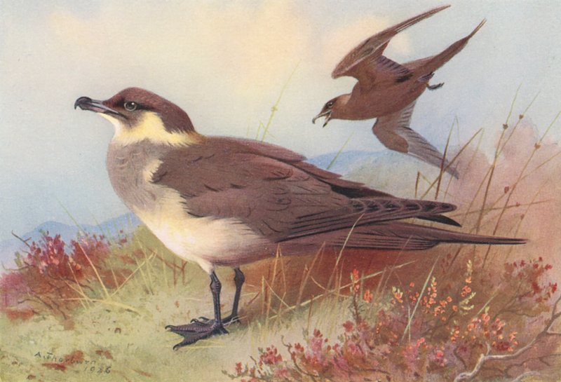 Sarkvidéki vagy Richardson skua (színes litográfia) alkotó: Archibald Thorburn
